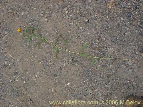 Imágen de Alstroemeria aurea (Alstromeria dorada / Amancay / Liuto / Rayen-cachu). Haga un clic para aumentar parte de imágen.
